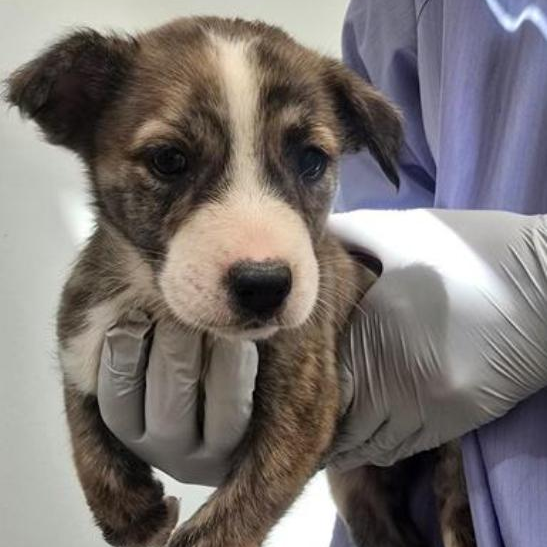 Snook - Retriever, Labrador/Cattle Dog