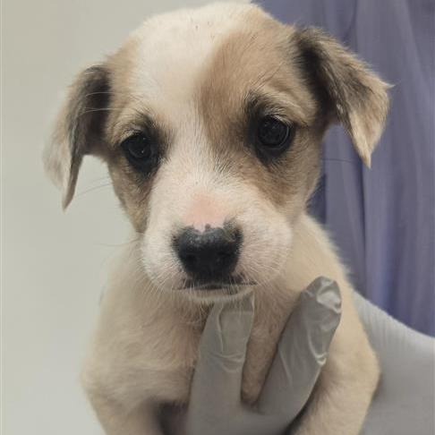 Bluegill - Retriever, Labrador/Cattle Dog