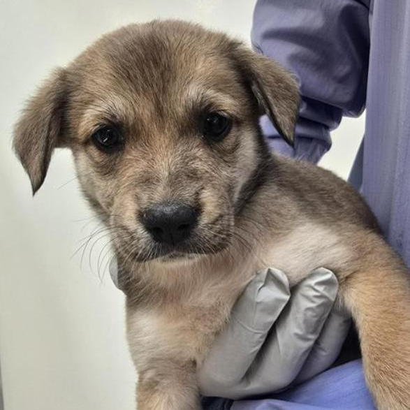 Shiner - Retriever, Labrador/Cattle Dog
