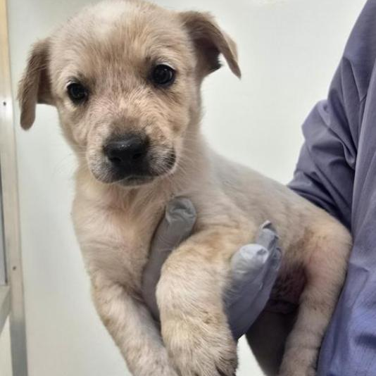 Sheepshead - Retriever, Labrador/Cattle Dog