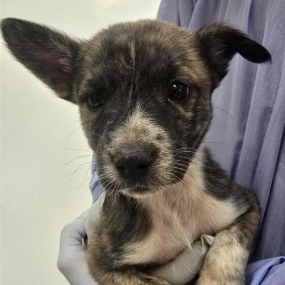 Hammerhead - Retriever, Labrador/Cattle Dog