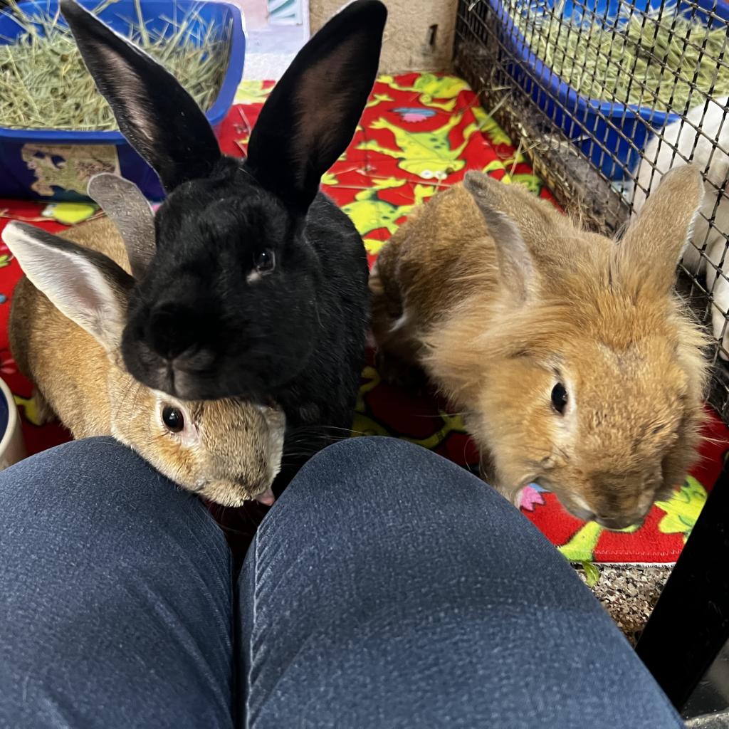 Adoptable Female Female