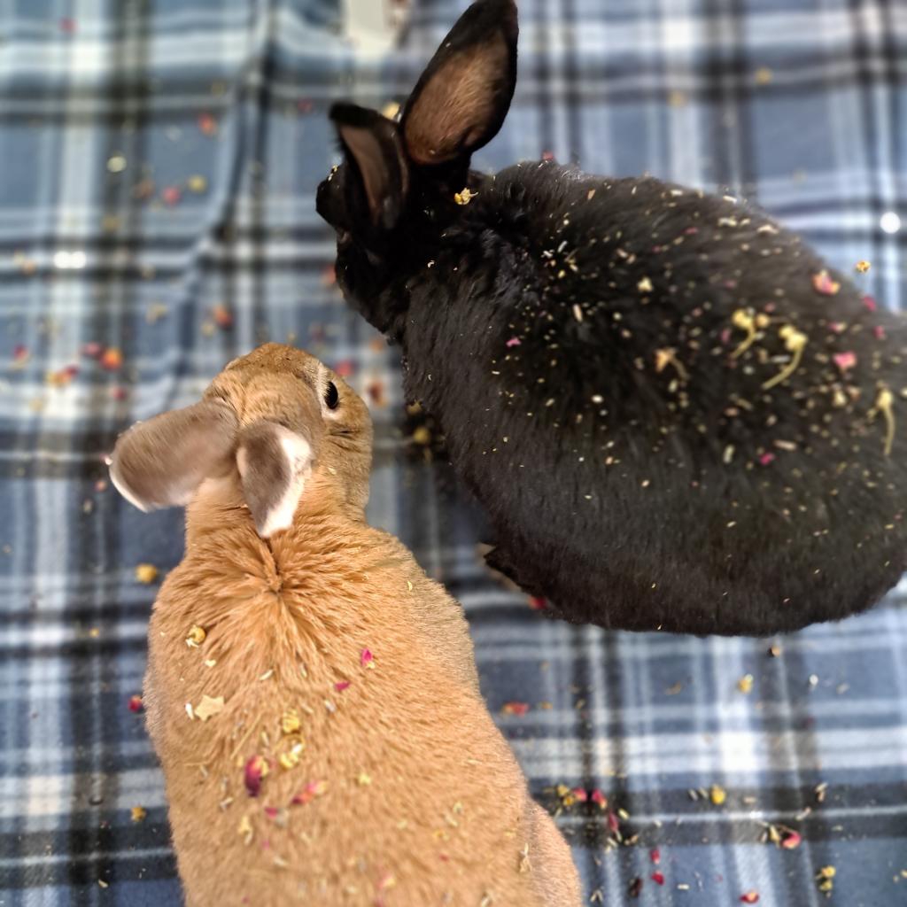 Adoptable Female Female