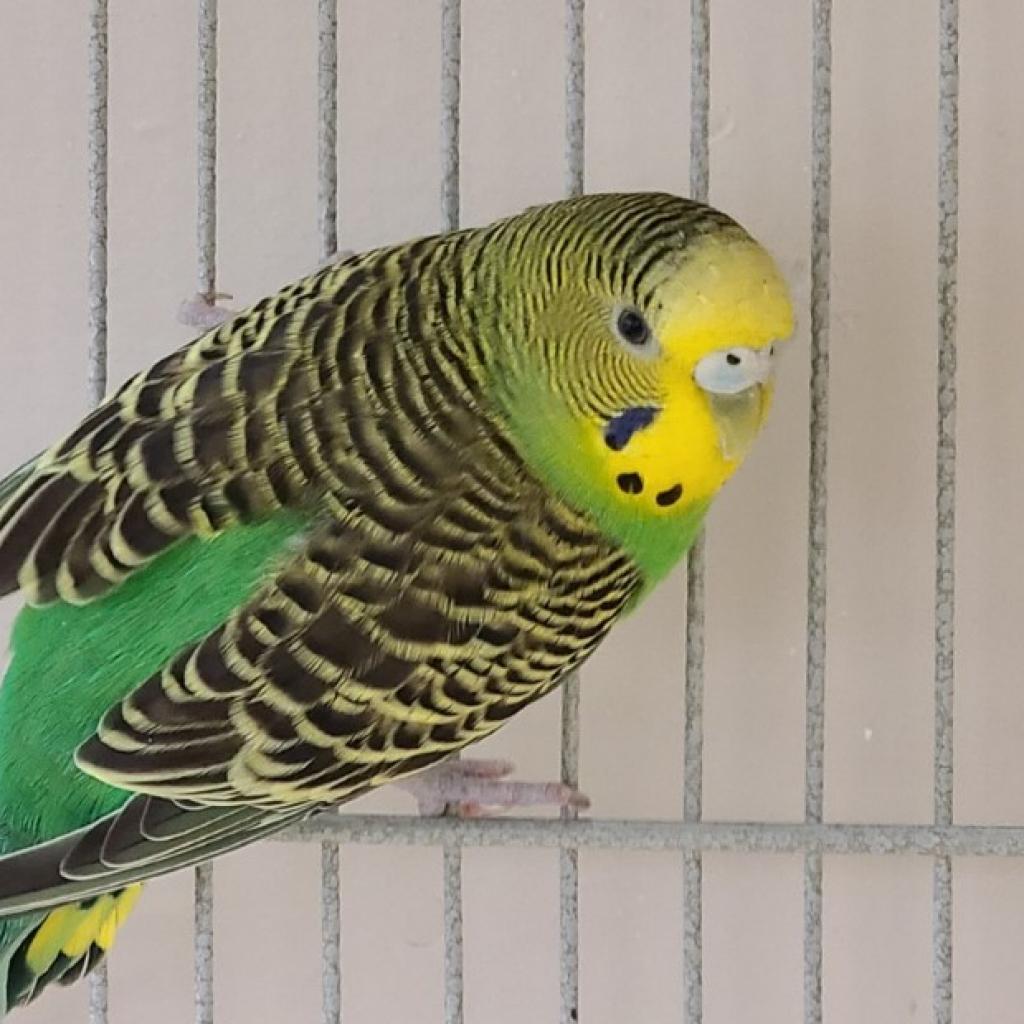 Adoptable Male Male