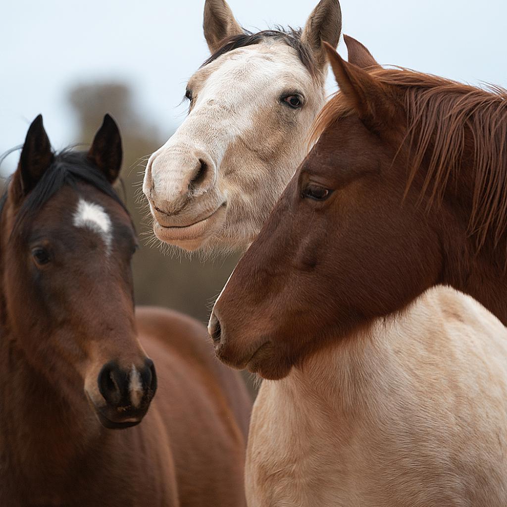 Adoptable Female Female