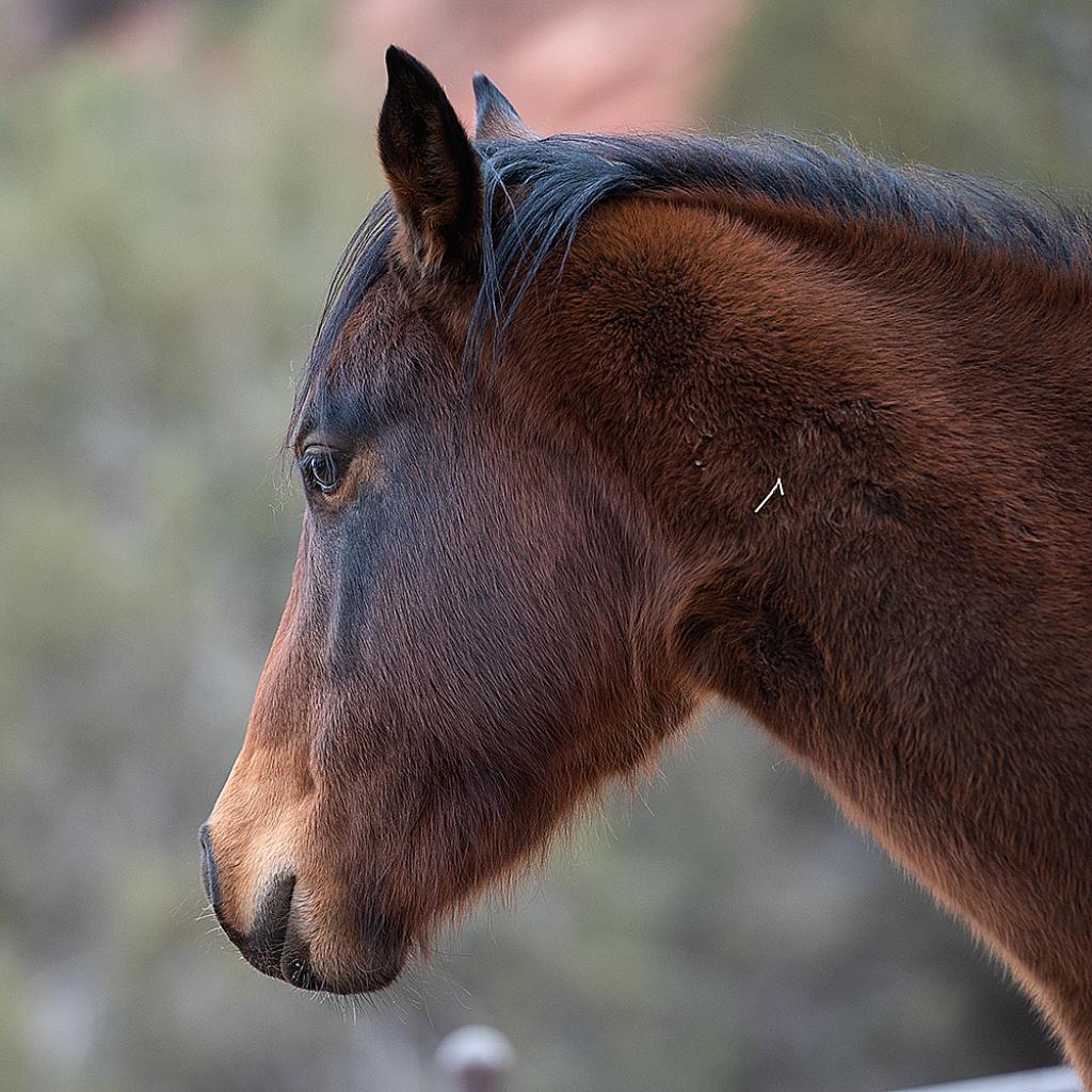 Adoptable Female Female