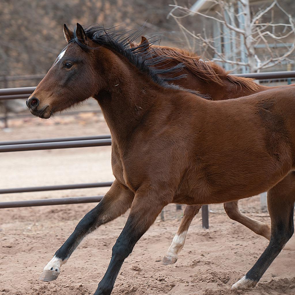 Adoptable Female Female
