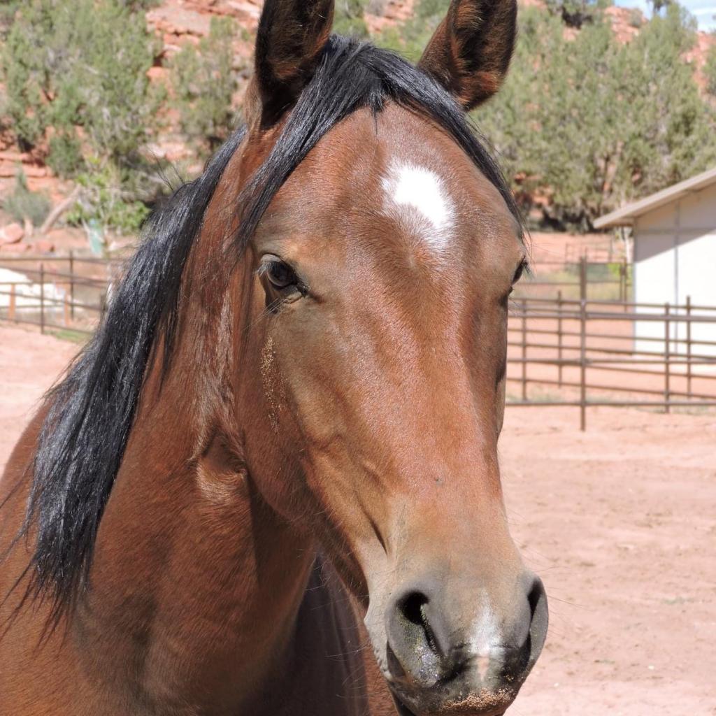 Adoptable Female Female