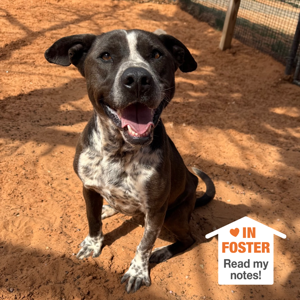 Adoptable Female Female