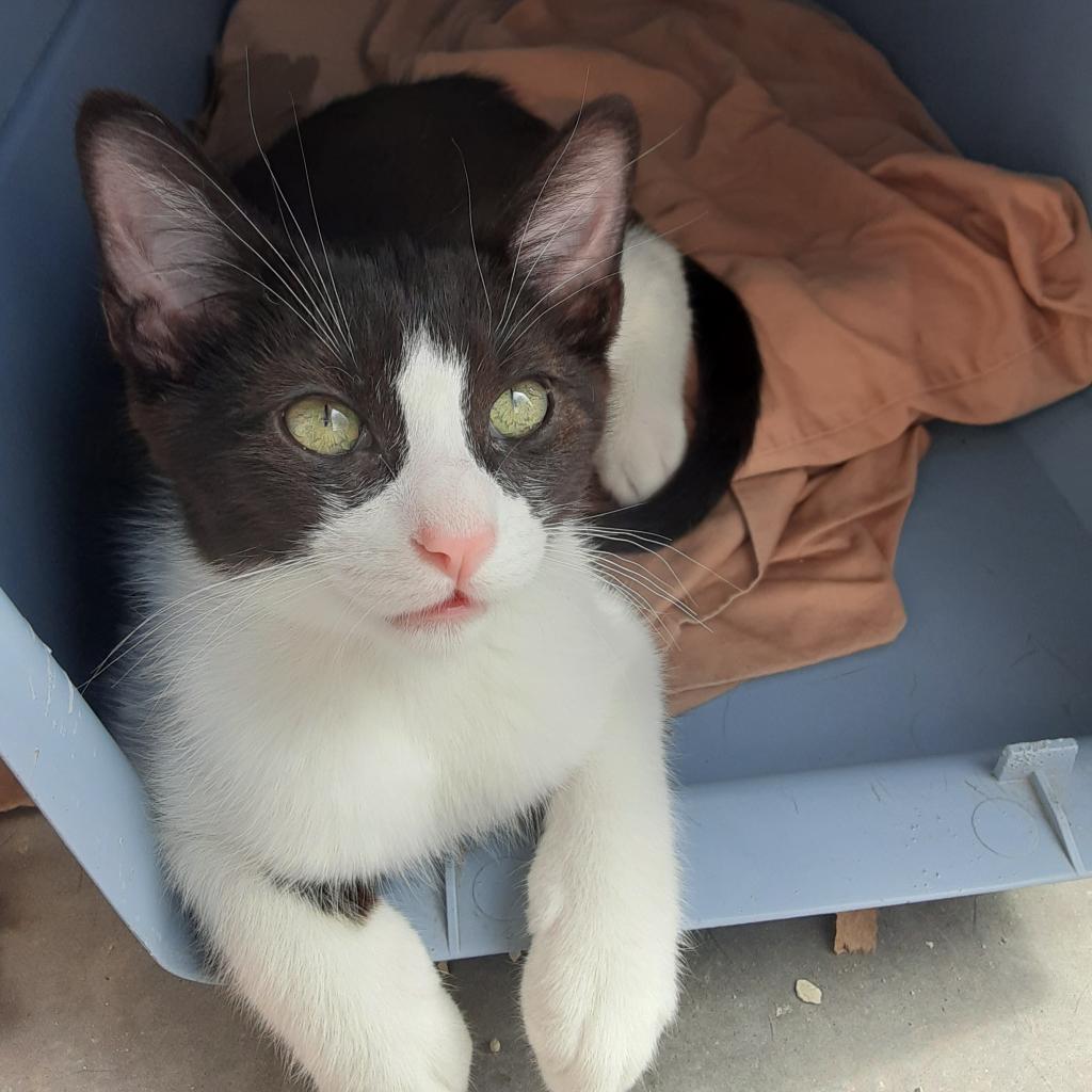 Galveston - Domestic Shorthair