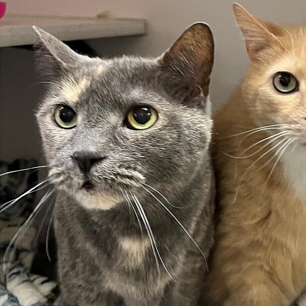 Flo - Domestic Shorthair