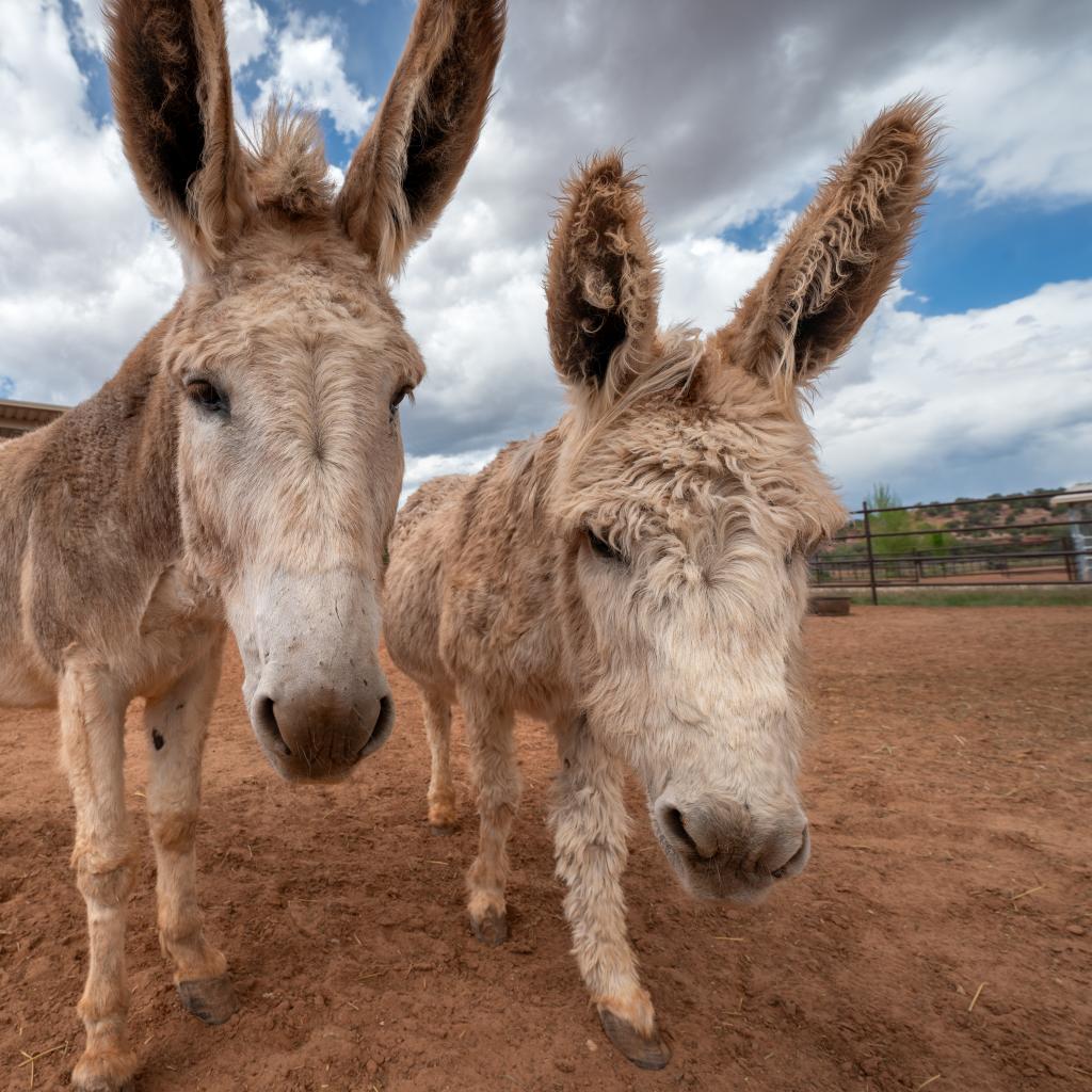 Adoptable Female Female