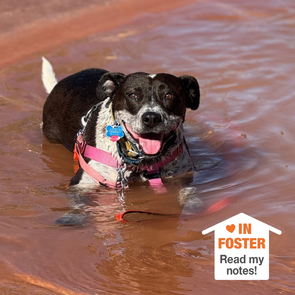 Adoptable Female Female