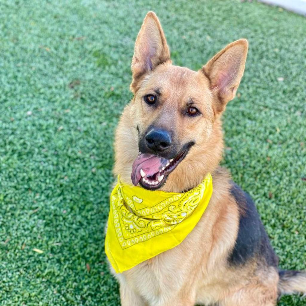 Saloon - Shepherd, German