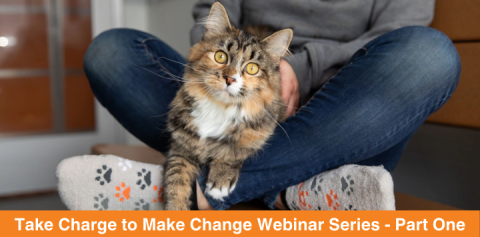 A fluffy calico tabby cat sits on the lap of someone wearing paw print socks