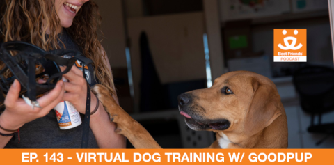 A person training a brown dog to wear a muzzle