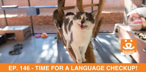 A cat talking and looking into the camera