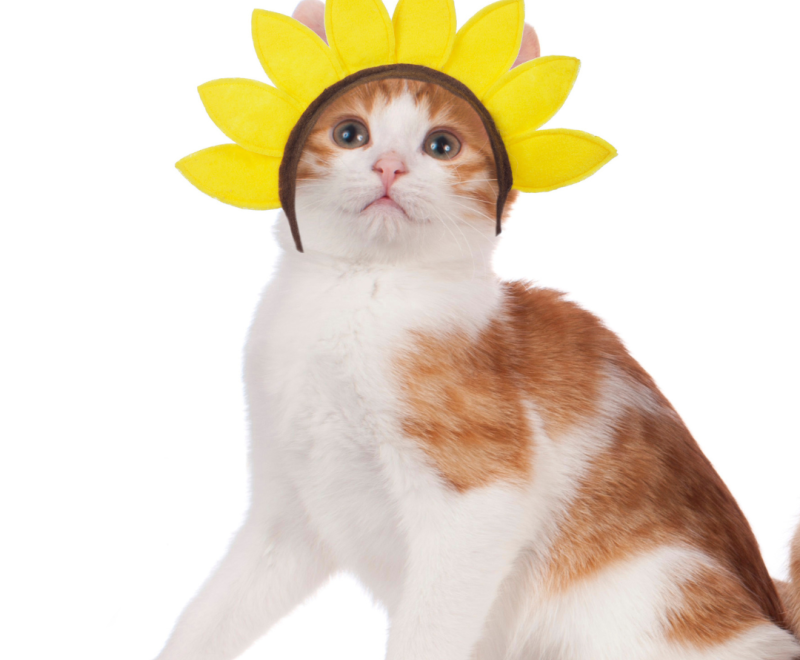 An orange and white cat wearing a yellow flower headband