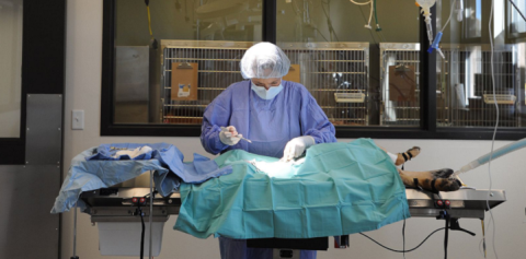 Vet operating on dog
