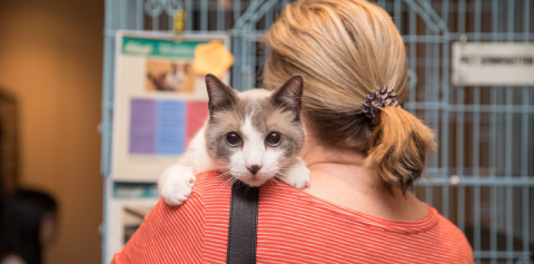 An adoptable cat being held by a potential adopter