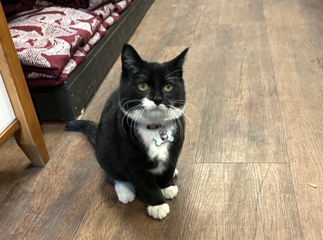 Tib the black and white kitten wearing a collar