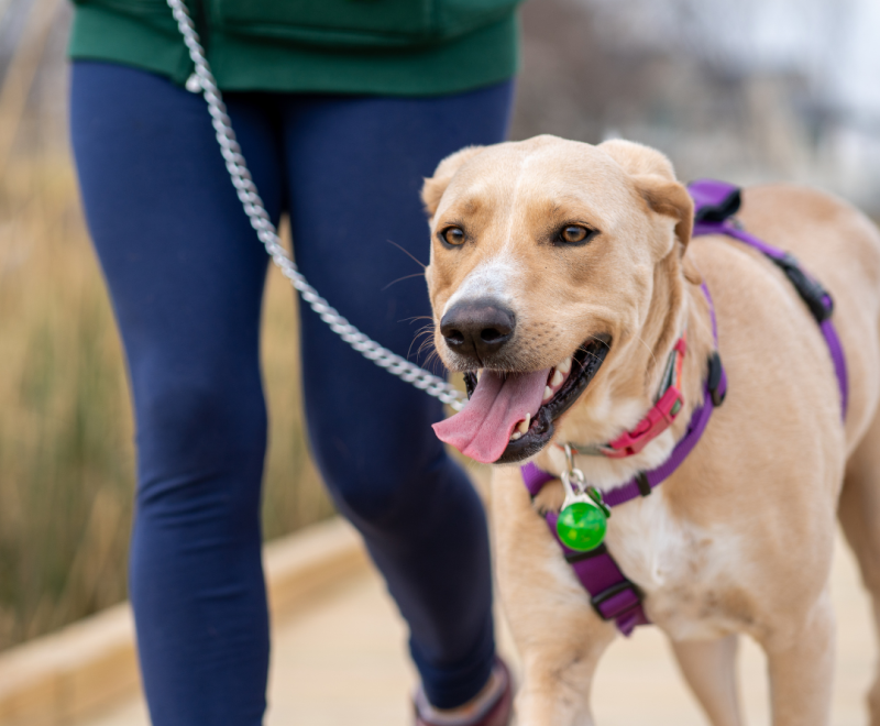 A blond dog walks on a leash toward the camera.